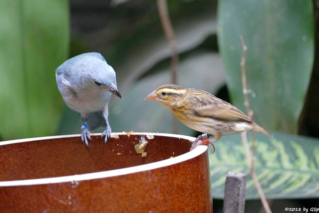 Bischofstangare (Blaugraue Tangare)