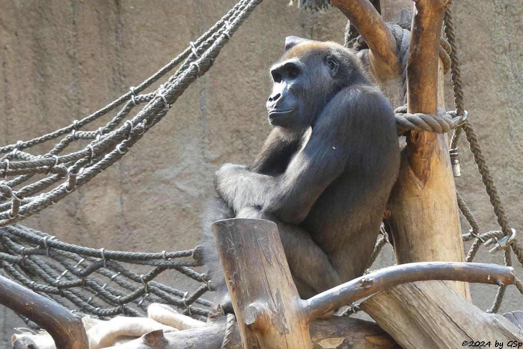 Westlicher Flachlandgorilla