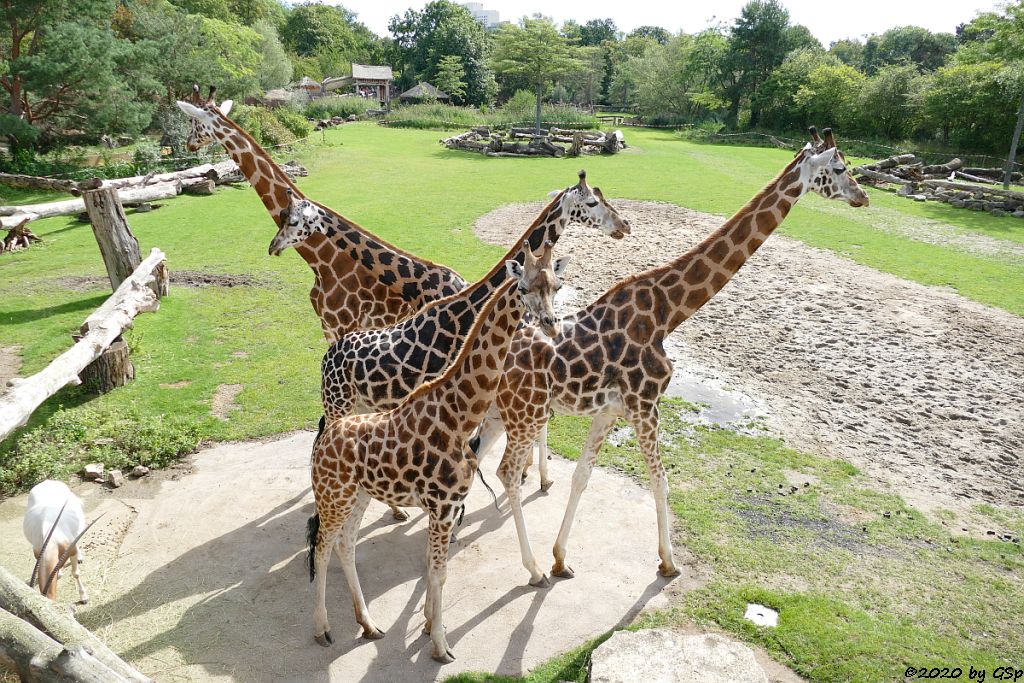 Säbelantilope, Rothschildgiraffe (Uganda-Giraffe, Baringo-Giraffe), Weißnacken-Moorantilope (Mrs. Grays Wasserbock)