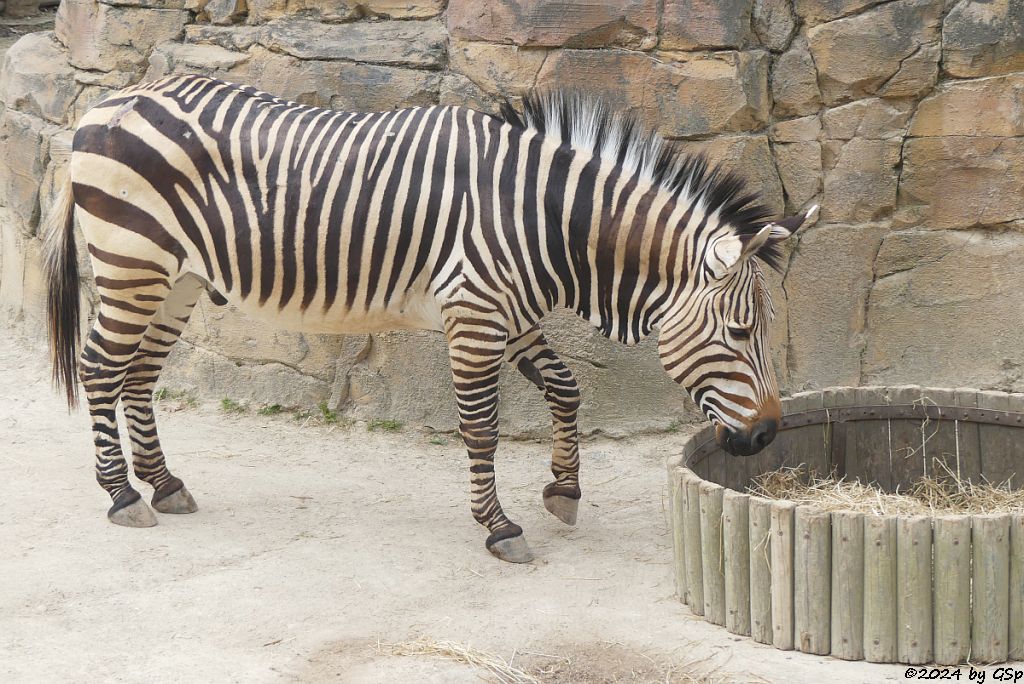 Zoo Halle: Hartmann-Bergzebra