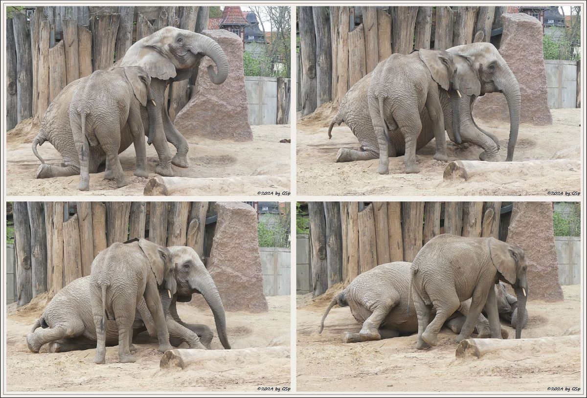 Elefanten Zoo Halle: TAMIKA, PORI