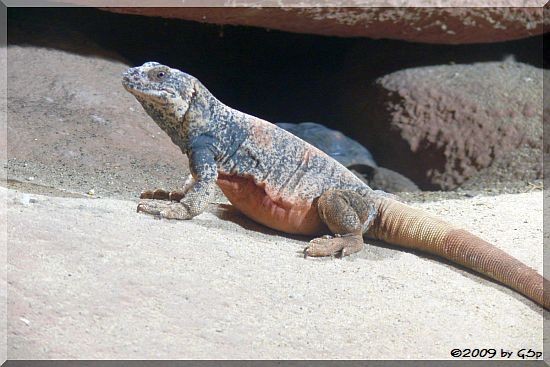 Chuckwalla