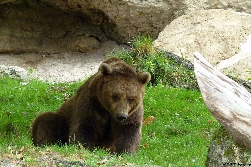 Braunbär