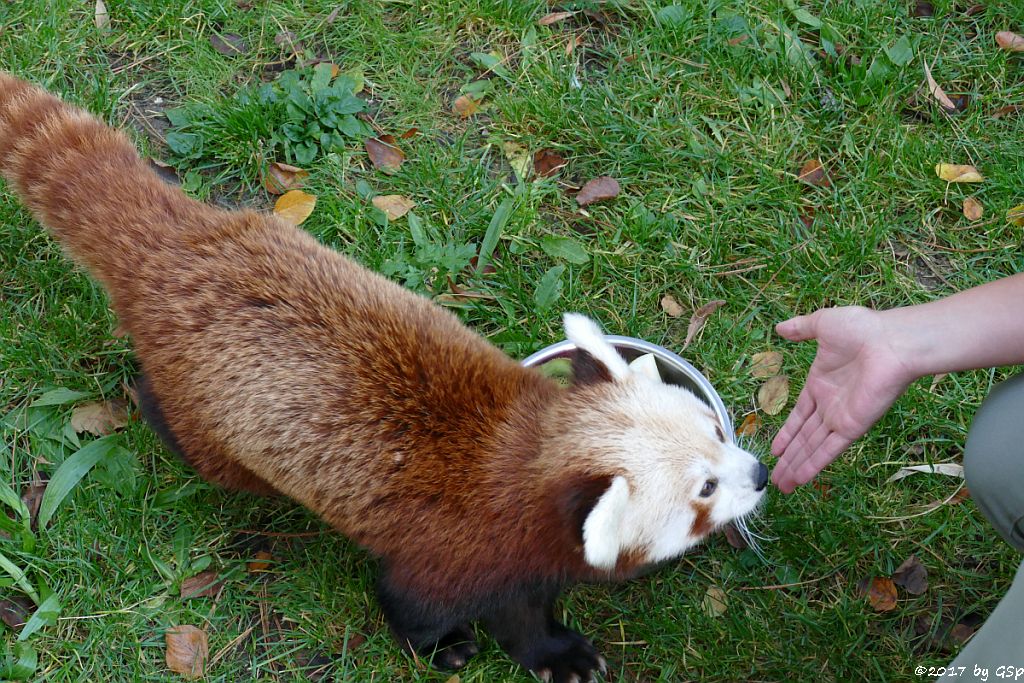 Westlicher Kleiner Panda (Westlicher Katzenbär, Nepalesischer Roter Panda)