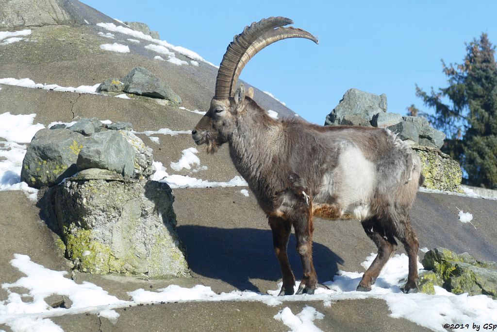 Alpensteinbock