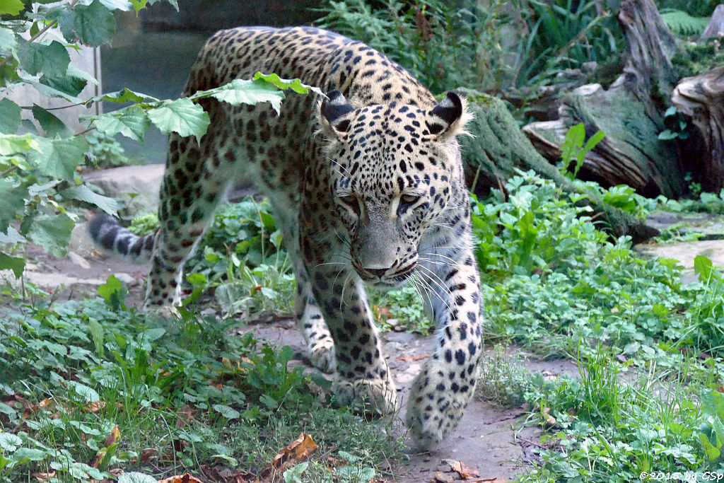 Nordpersischer Leopard (Afghanischer Leopard)