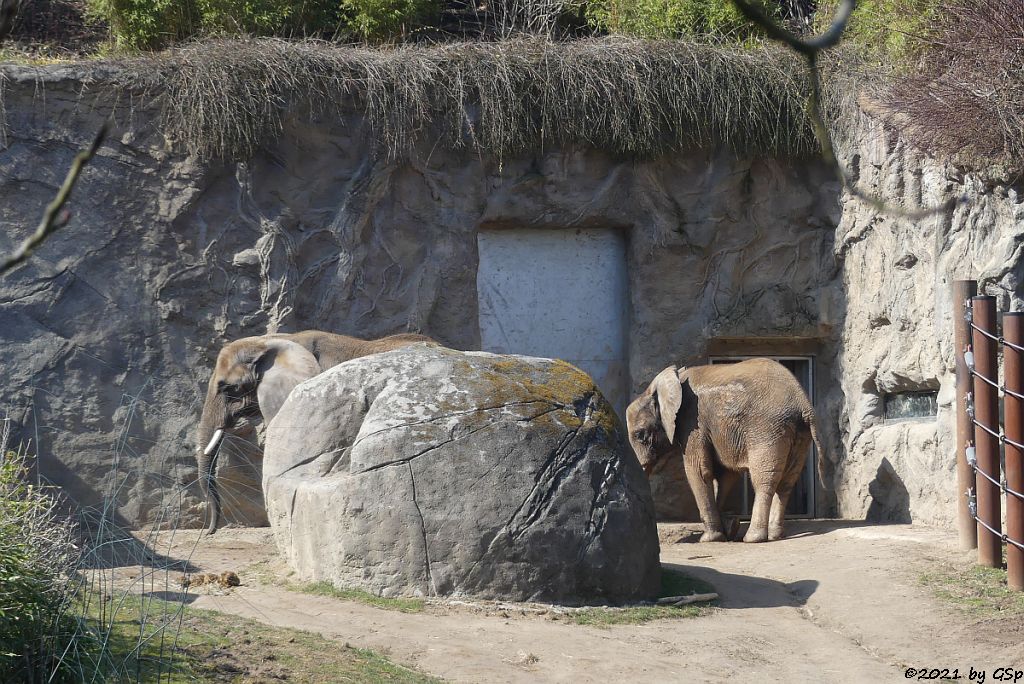 LILAK, KARIBA