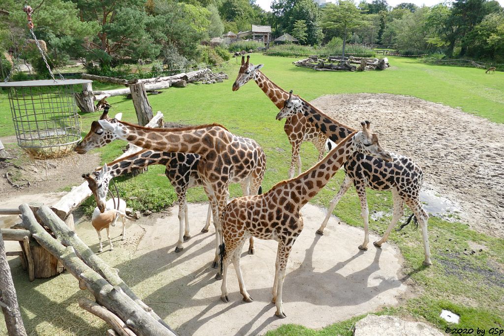 Säbelantilope, Rothschildgiraffe (Uganda-Giraffe, Baringo-Giraffe), Weißnacken-Moorantilope (Mrs. Grays Wasserbock)