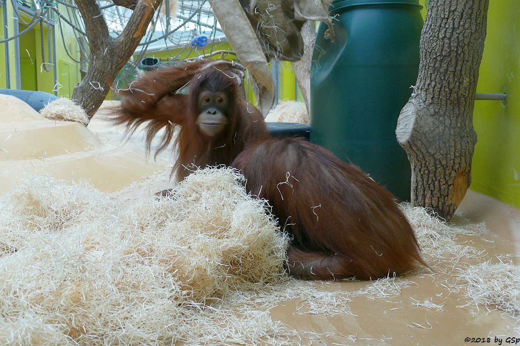 Sumatra-Orang-Utan