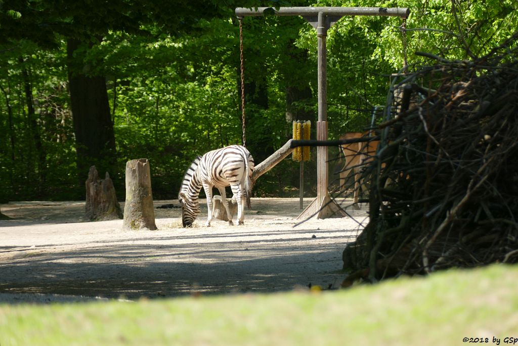 Burchell-Steppenzebra (Damara-Steppenzebra)