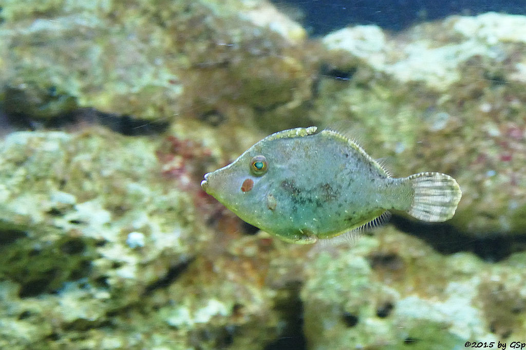 Gefleckter Bürstenzahn-Feilenfisch