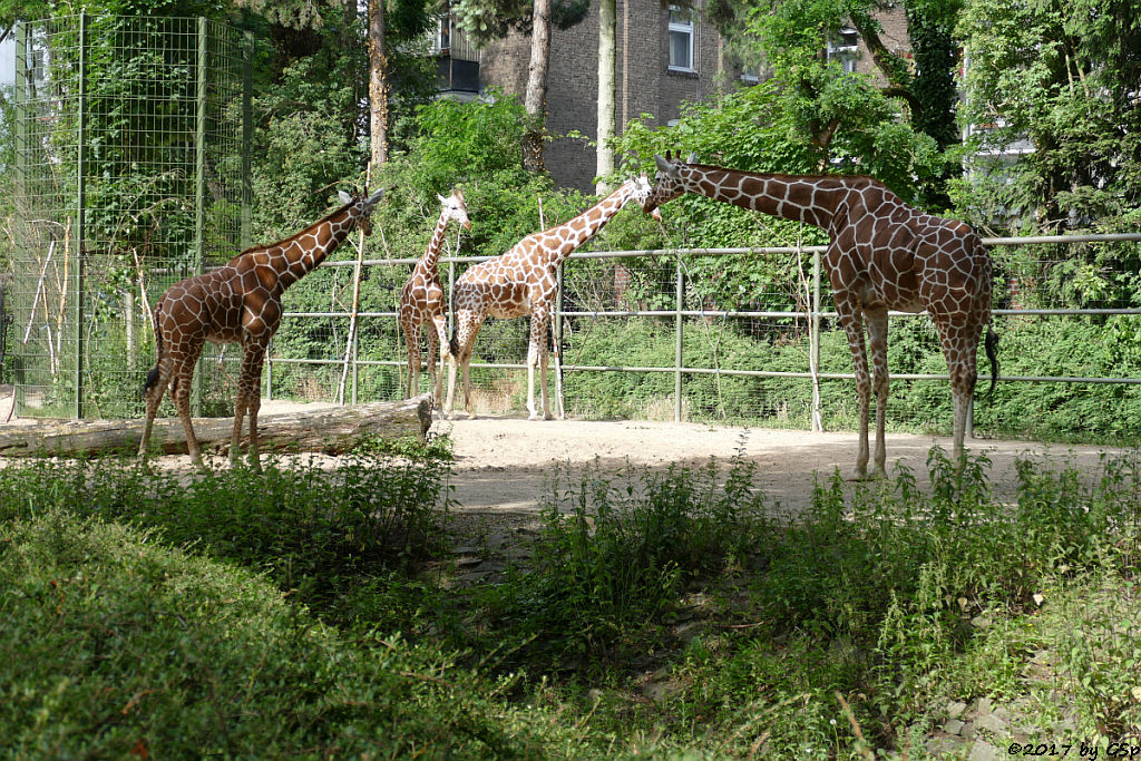 Netzgiraffe