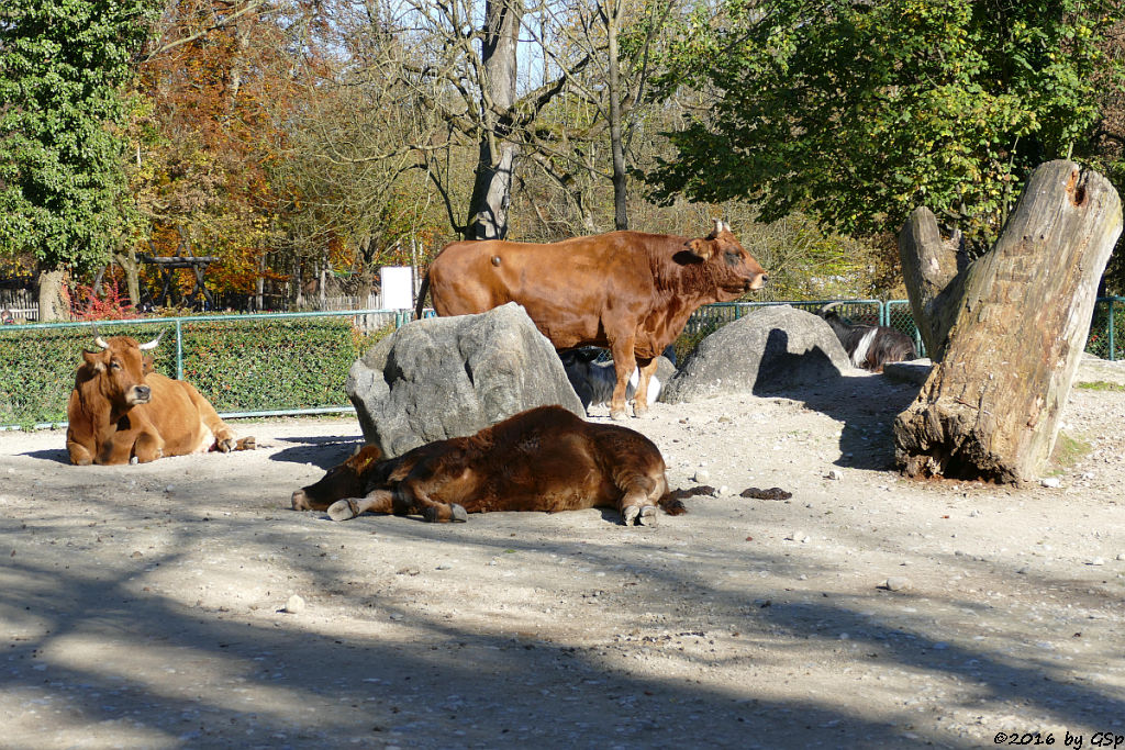 Murnau-Werdenfelser Rind