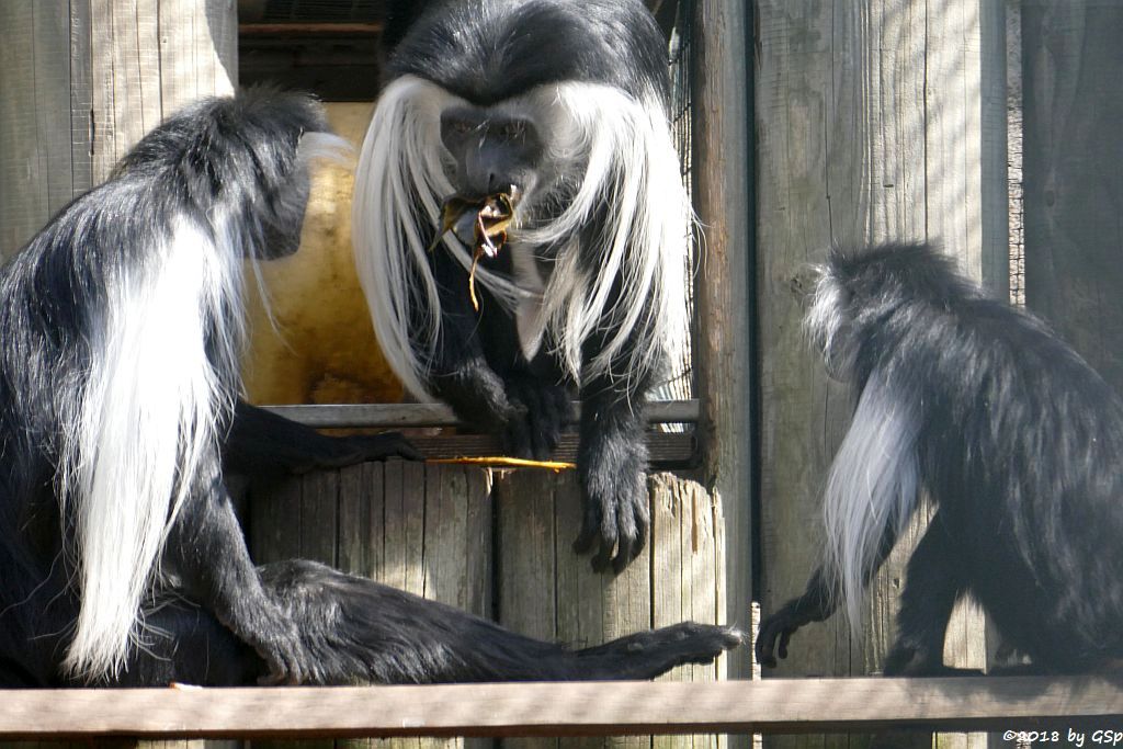 Tansania-Stummelaffe (Peters Angola-Guereza)