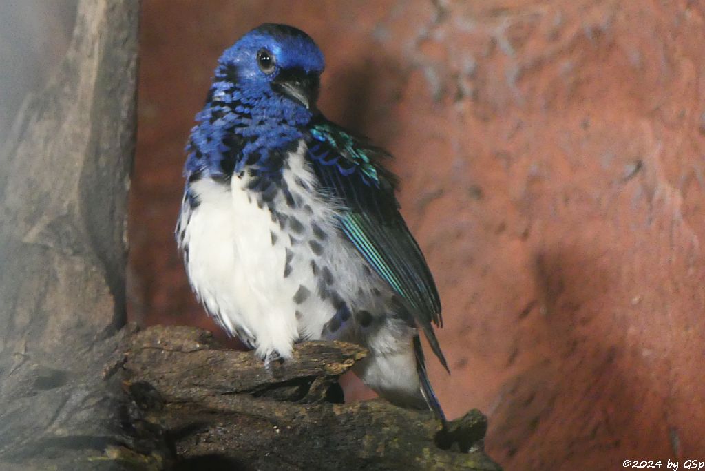 Zoo Halle: Türkistangare
