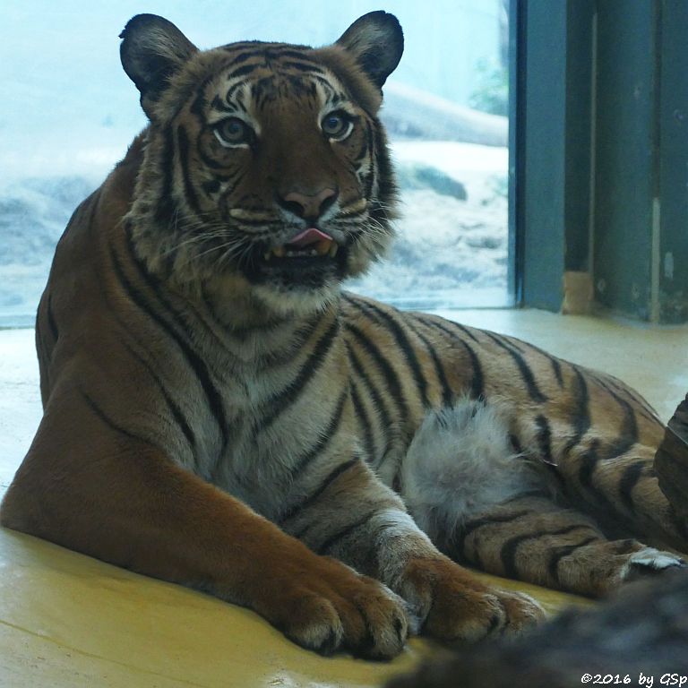 Malaiischer Tiger (Malaysischer Tiger)