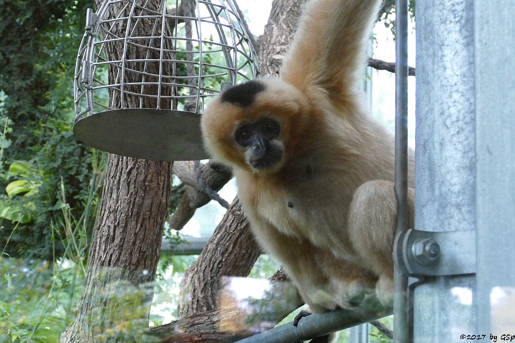 Nörlicher Weißwangengibbon (Nördl.Weißwangen-Schopfgibbon) ELLIOT