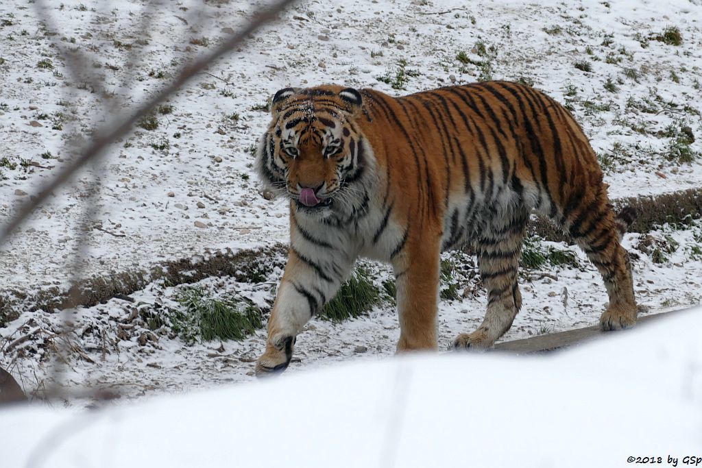 Amurtiger (Sibirischer Tiger, Mandschu-Tiger) JEGOR