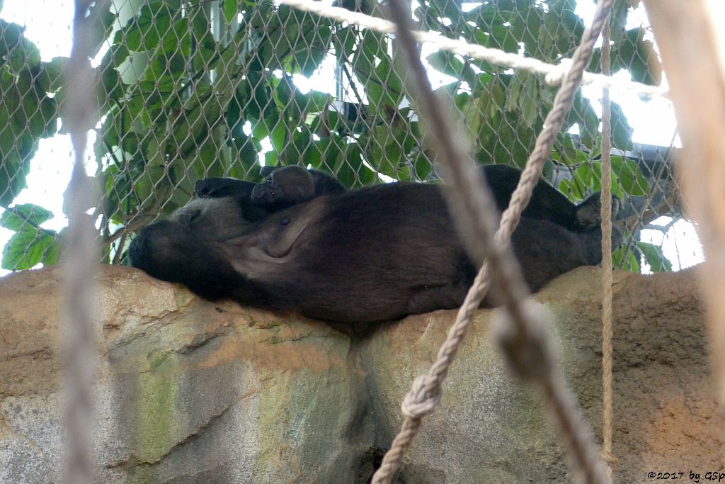 Flachlandgorilla DIAN mit Tochter XETSA, geb. 1.3.17 (7 1/2 Monate alt)