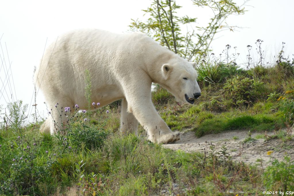 Eisbär (Polarbär)