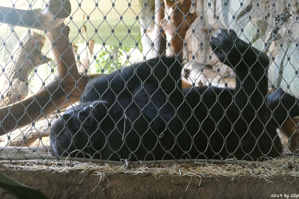 Westlicher Flachlandgorilla (Westlicher Gorilla)