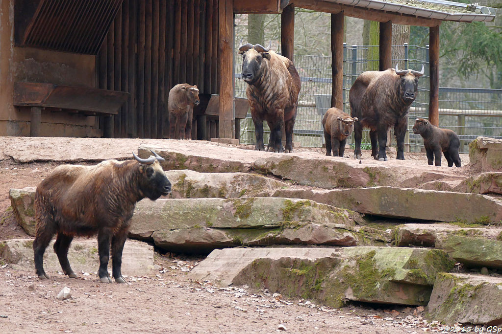 Mishmi-Takin