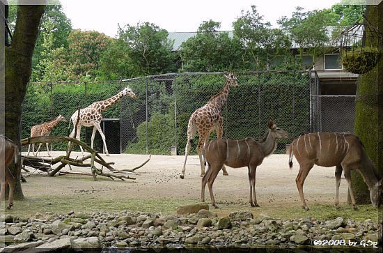 Großer Kudu und Rothschildgiraffe