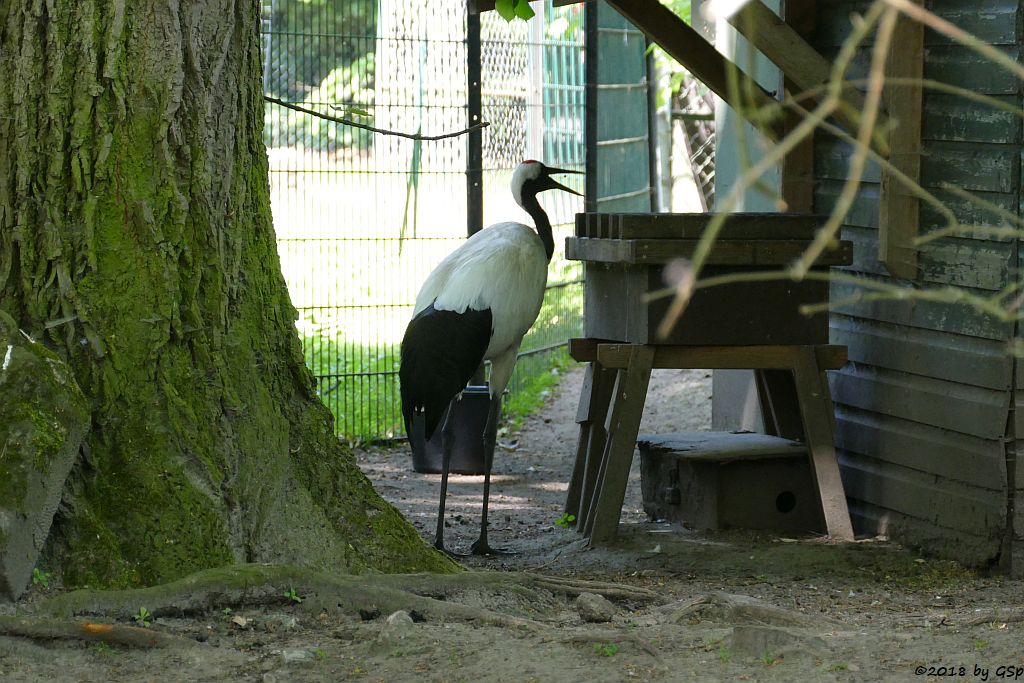 Mandschurenkranich (Rotkronenkranich)