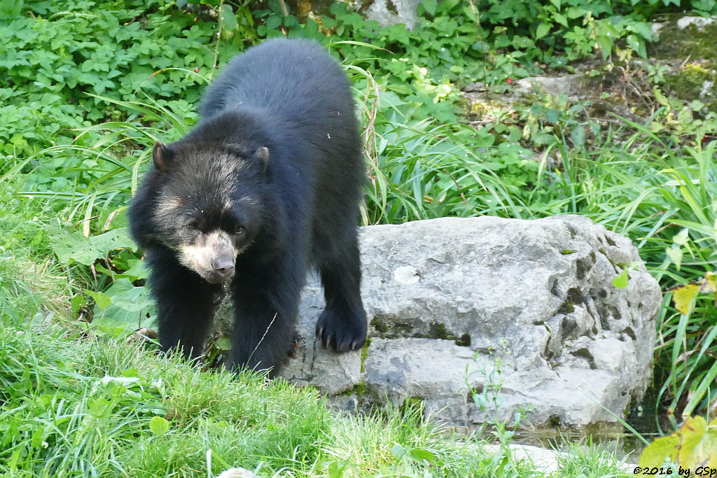 Brillenbär