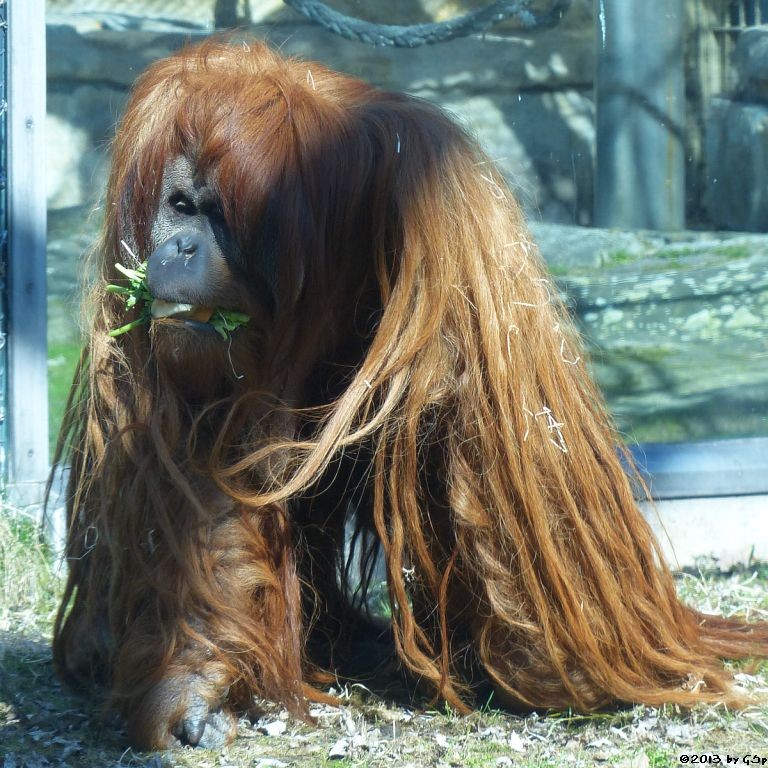 Sumatra-Orang-Utan