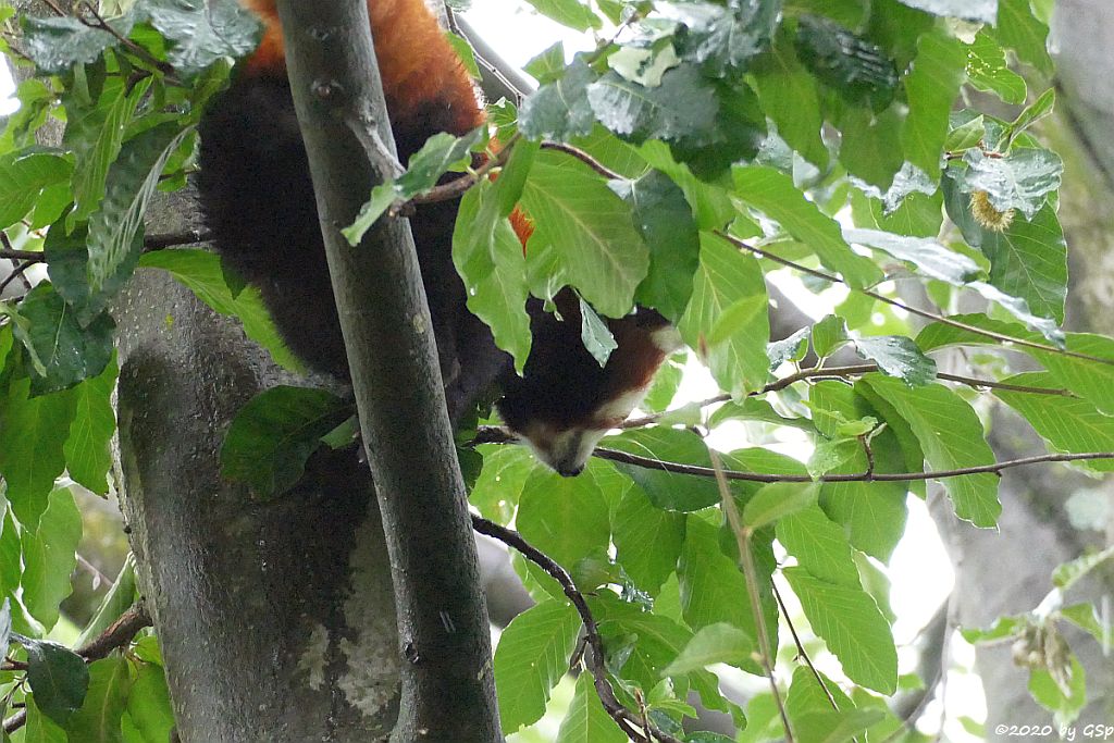 Westlicher Kleiner Panda (Westlicher Katzenbär, Nepalisischer Roter Panda)