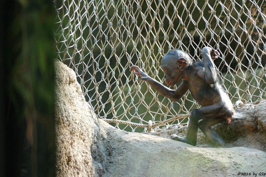 Bonobo (Zwergschimpanse)