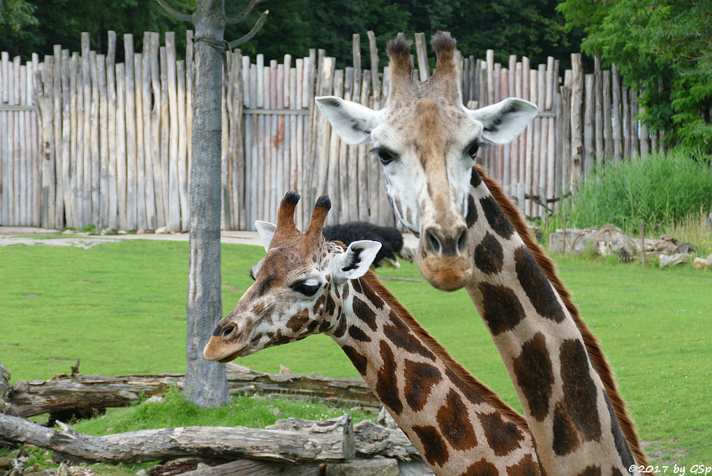 Rothschildgiraffe (Uganda-Giraffe, Baringo-Giraffe)