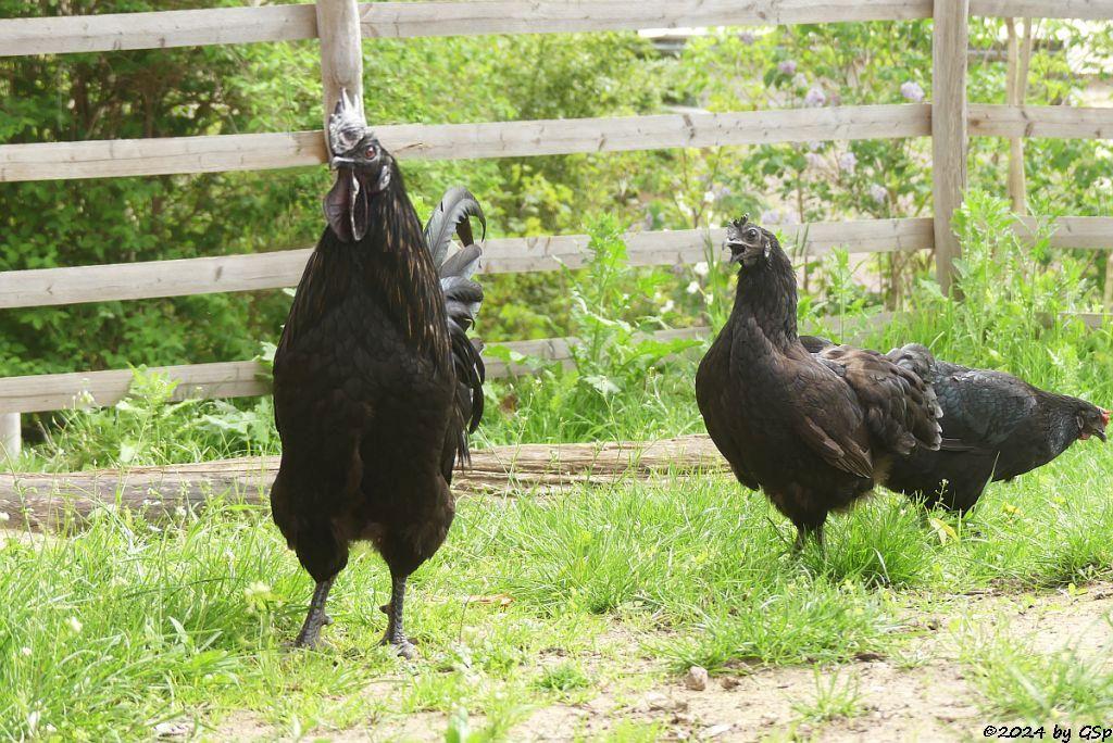 Zoo Halle: Cemani (Ayam Cemani)