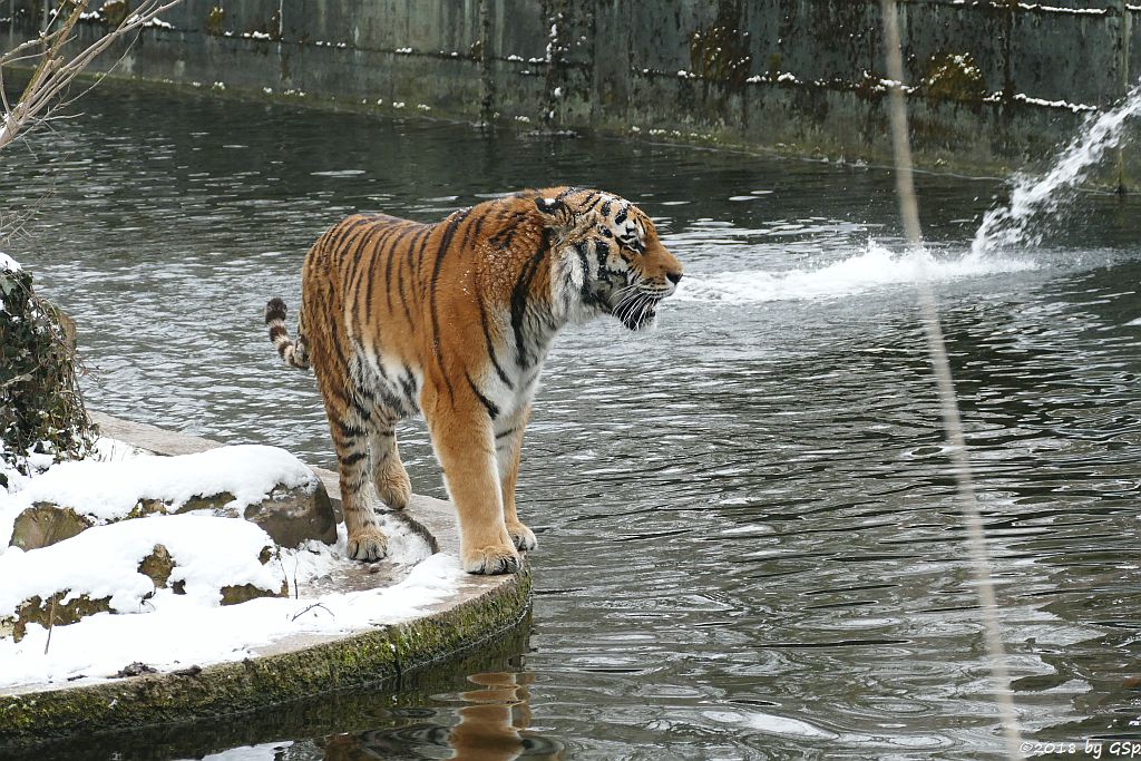 Amurtiger (Sibirischer Tiger, Mandschu-Tiger) JEGOR