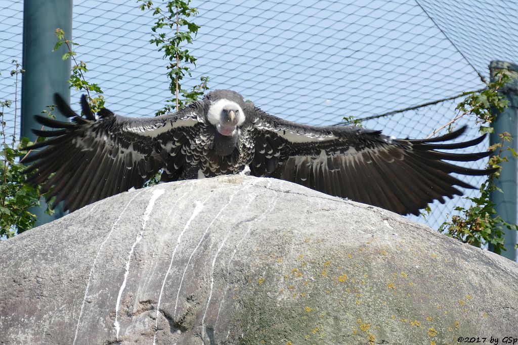 Sperbergeier (Rüppellgeier)