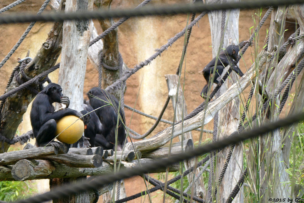 Bonobo