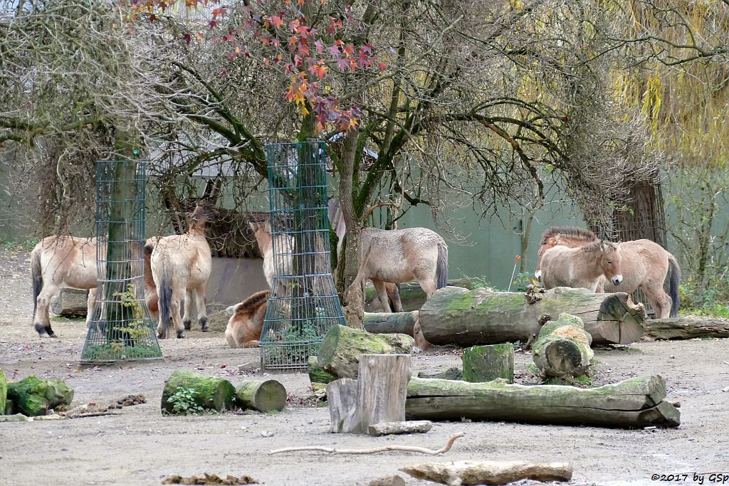 Przewalskipferd (Przewalski-Urwildpferd, Asiatisches Wildpferd)