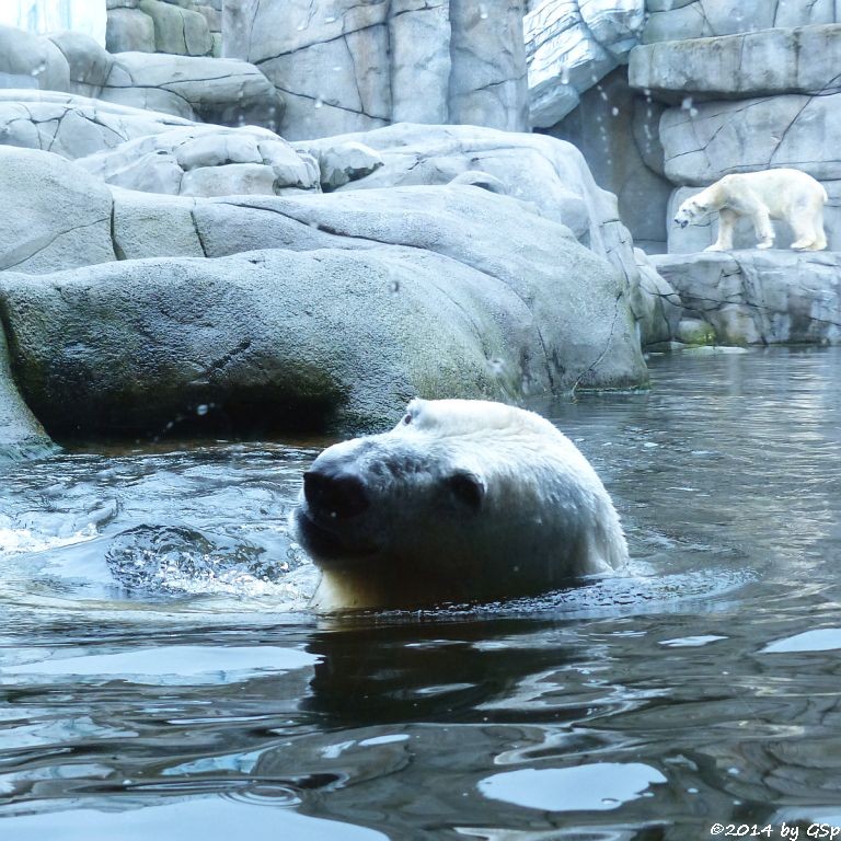 Eisbär VICTORIA und BLIZZARD