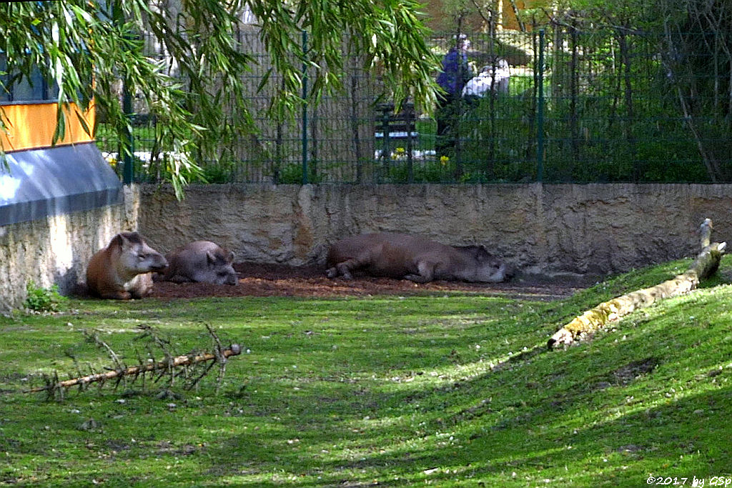 Flachlandtapir