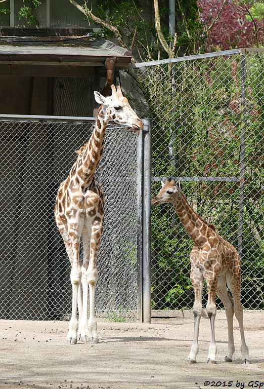 Rothschildgiraffe (NAKURU geb. am 10.04.15)