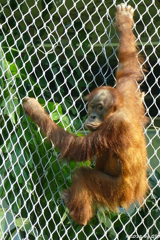 Sumatra-Orang-Utan SAYANG