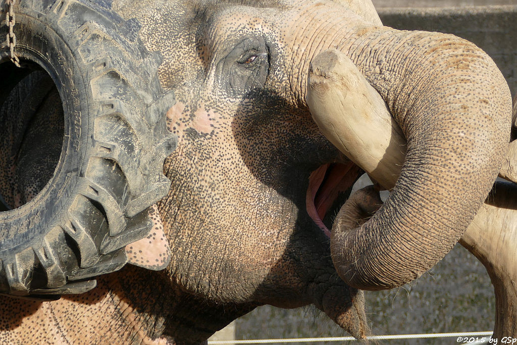 Asiatischer Elefant SHANTI