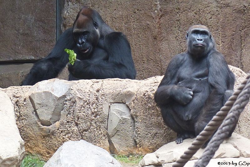 Flachlandgorilla