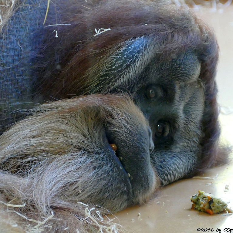 Sumatra-Orang-Utan