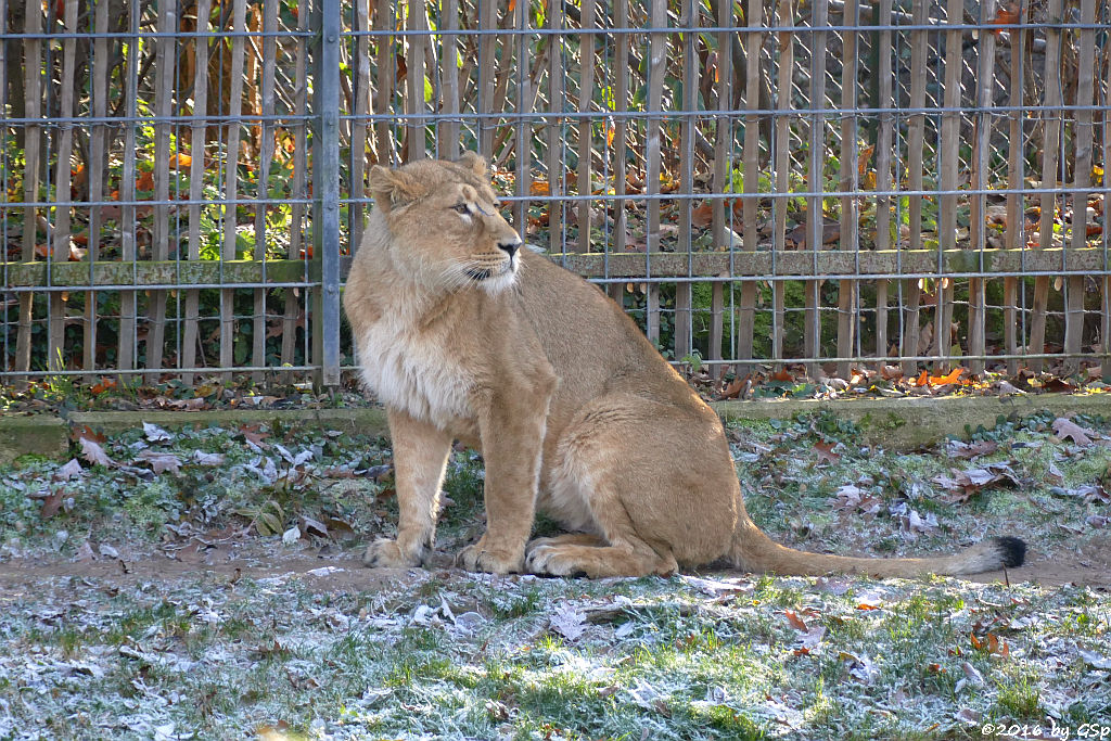 Asiatischer Löwe