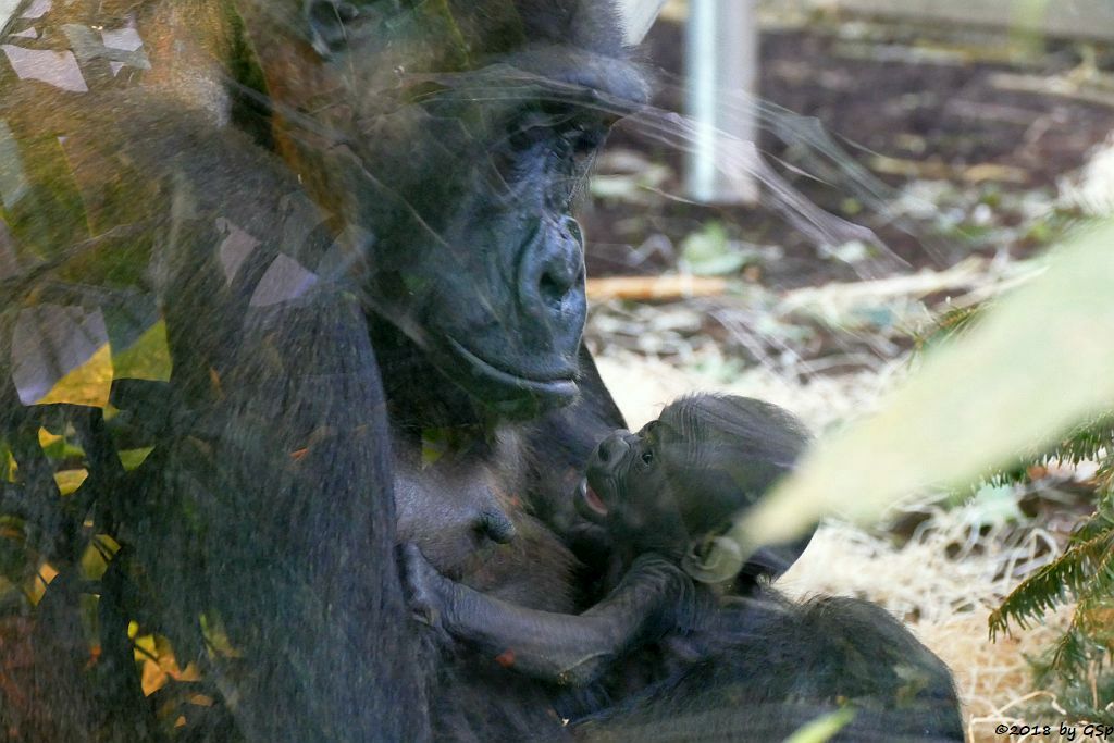 Flachlandgorilla TUANA mit Jungtier, geb. 11.1.18 (2 Wochen alt)