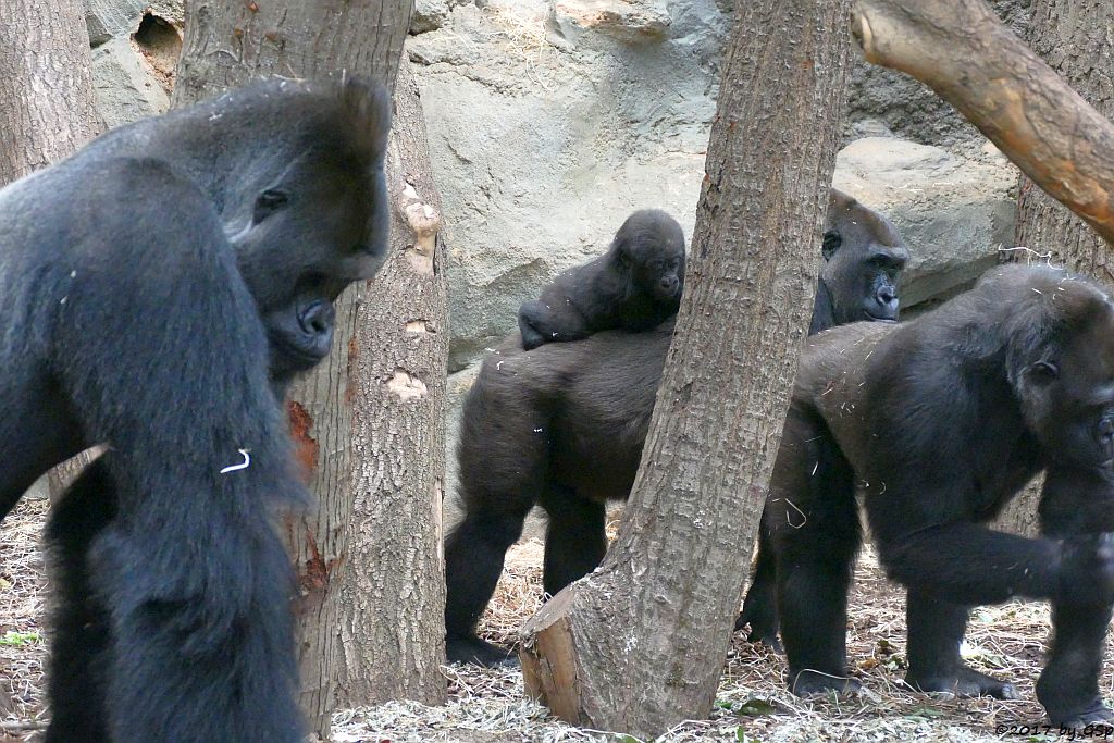 Flachlandgorilla VIATU, SHIRA mir WELA, REBECCA