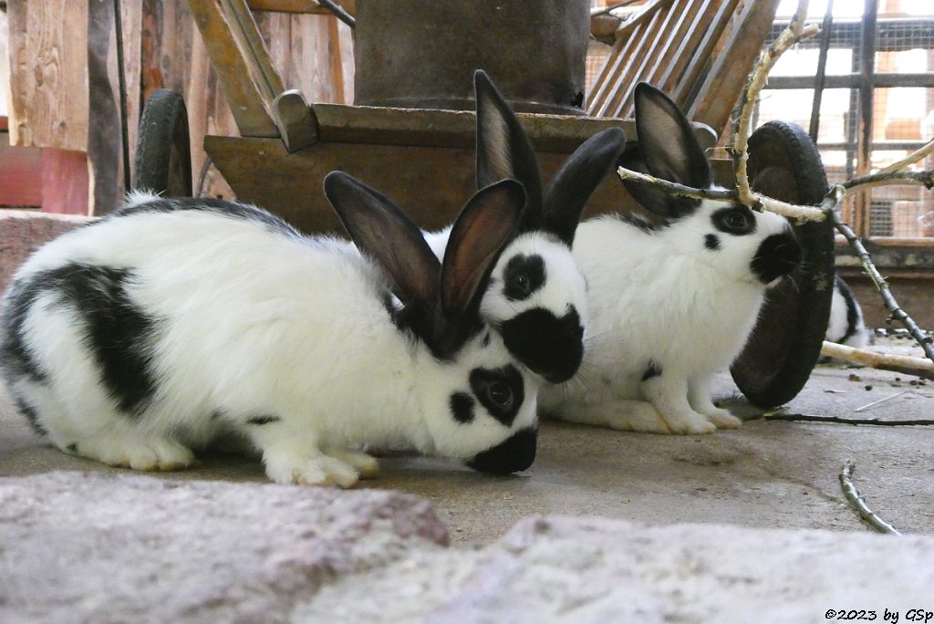 Hauskaninchen