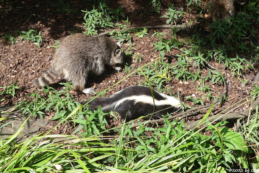 Nordamerikanischer Waschbär, Streifenskunk (Streifen-Stinktier)